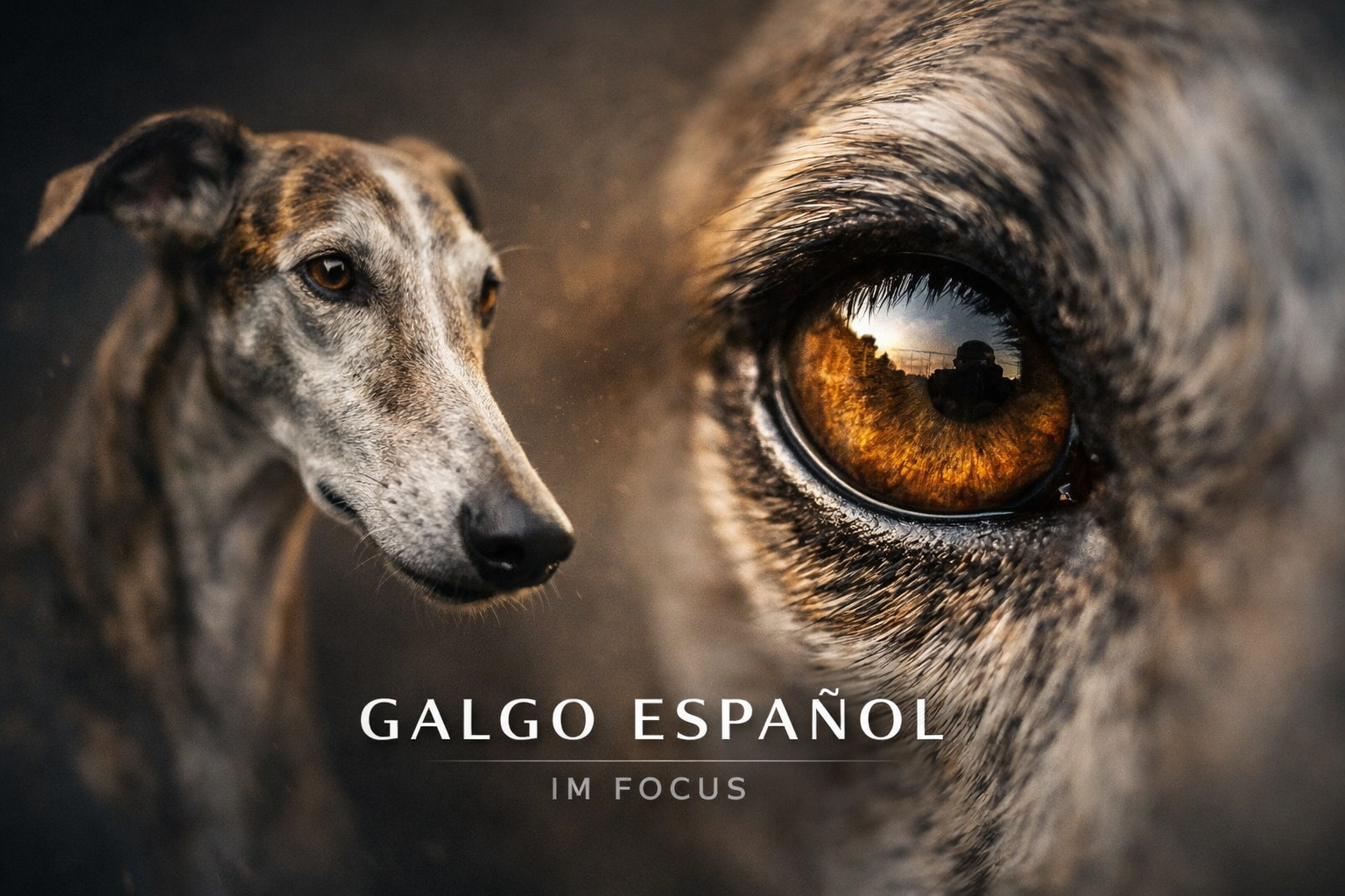 Galgo Espanol