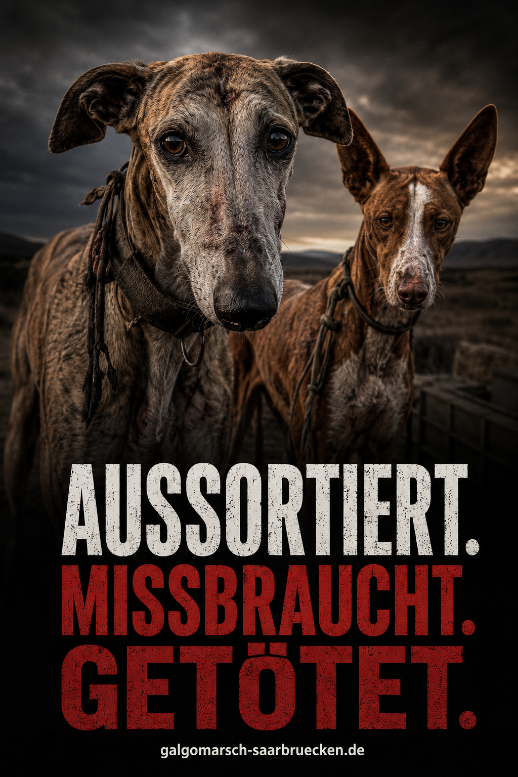 Tierschutz-Kampagne 2027